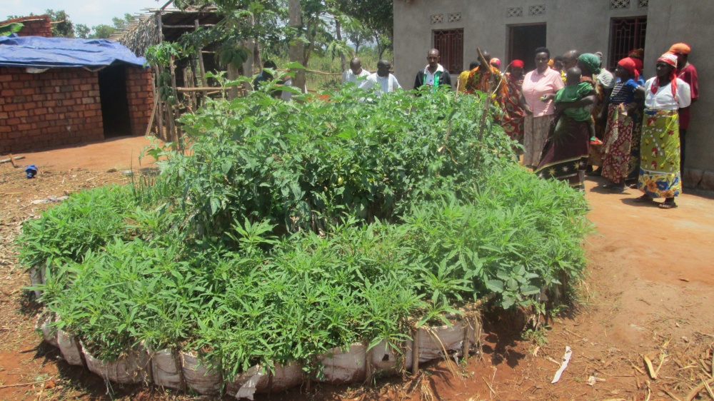 a kitchen garden managed by a beneficiary member of a peasant organization (OP) (Twiyunge) during the dry season