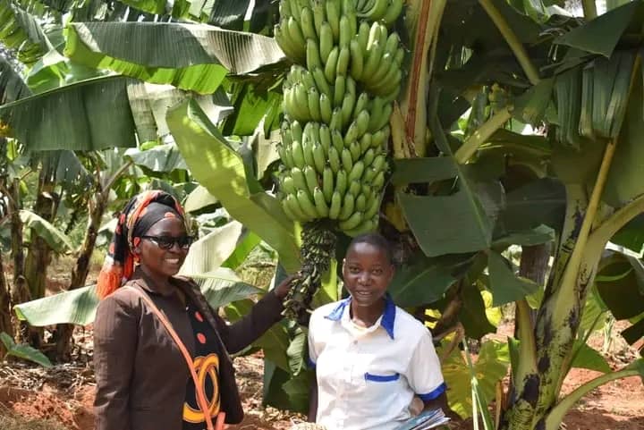 IKIGEGA IWACU PHASE THREE